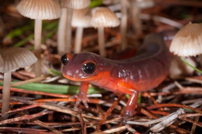 Ensatina eschscholtzii, Monterey Salamander; Mycena Fungus