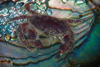 Cancer oregonensis, Pygmy Rock Crab