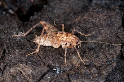 Camel Cricket.jpg
