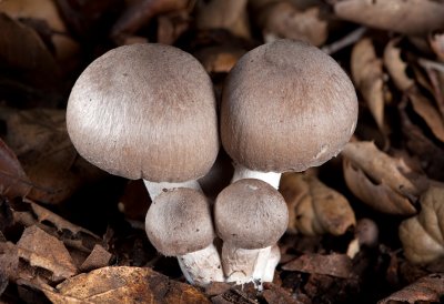 Mushroom-1.jpg