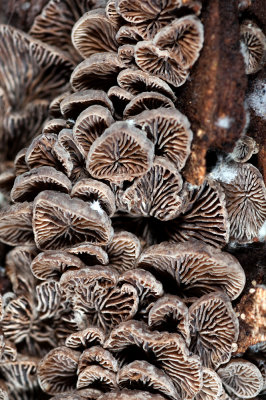 Mushroom-2.jpg