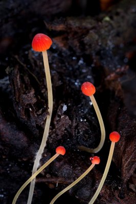 Mushroom-3.jpg