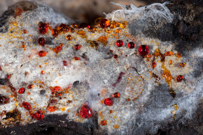 Mycorrhizal exudate ?.jpg