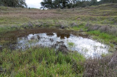 Livestock Pool-1.jpg