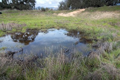 Livestock Pool-2.jpg