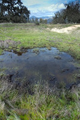 Livestock Pool-3.jpg