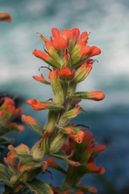 Castillija latifolia, Monterey Indian Paintbrush