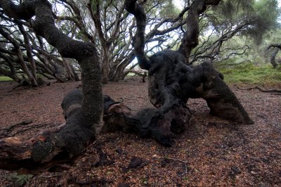 Los Osos Oaks State Reserve-2