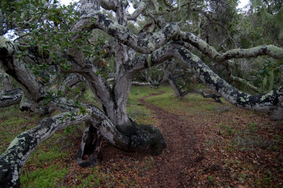 Los Osos Oaks State Reserve-3