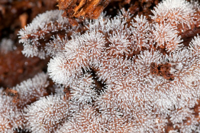 Slime Mold, Ceratiomyxa fruticulosa