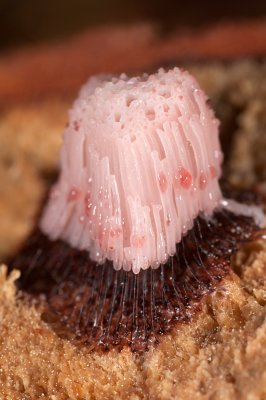 Slime Mold, Stemonitis axifera