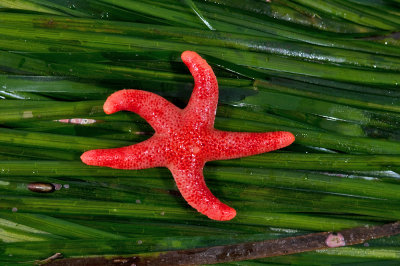 Henricia leviuscula, Pacific Blood Star.jpg