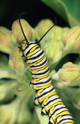 Chap. 11-12, Monarch Caterpillar