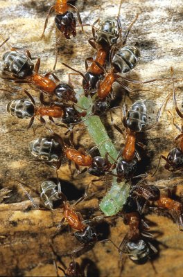 Velvety Tree Ants.jpg