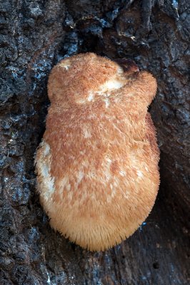 Lion's Mane Hericium, Hericium erinaceus.jpg