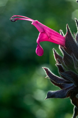 Chap. 7-05, Salvia spathacea, Hummingbird Sage, 2010-01-05-0035.jpg