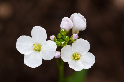 Chap. 7 Pt. I-8, Cardamine californica var. californica, Milkmaids, 2010-01-05-44.jpg