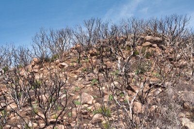 Chap. 6-19, Burned Chaparral