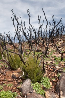 Chap. 6-20, Chamise (Adenostoma fasciculatum) 2:28:10-09.jpg