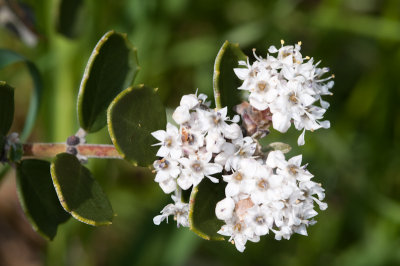 Chap. 6-10 Ceanothus megacarpus, Bigpod Ceanothus, 2:28:10-13.jpg