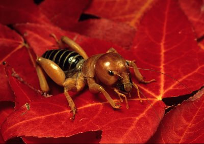 Chap. 11-16, Jerusalem Cricket, WIL024-059