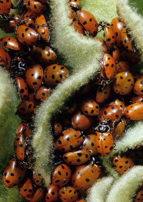 Convergent Lady Bird Beetles, WIL024-039.jpg