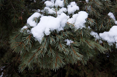 Pinyon/Juniper Woodland