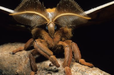 Polyphemus Moth-2.jpg