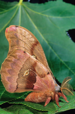 Polyphemus Moth-3.jpg