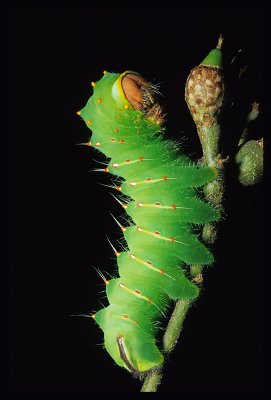 Polyphemus larva.jpg