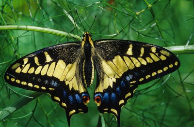 Anise Swallowtail.jpg