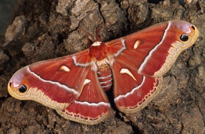 Chap. 6-35, Female Ceanothus Moth-1