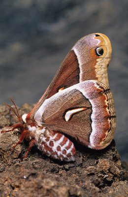 Ceanothus Moth-2.jpg