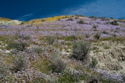 carrizo-19.jpg