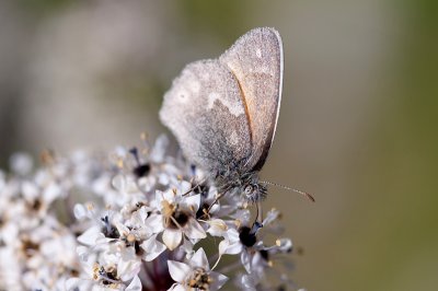 California Ringlet.jpg