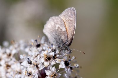 California Ringlet.jpg