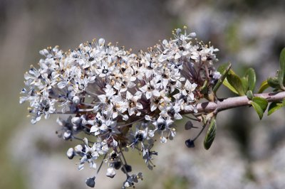 Ceanothus-1.jpg