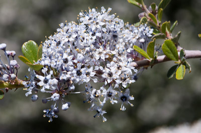 Ceanothus-2.jpg