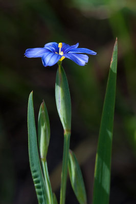 Blue-eyed Grass-1.jpg