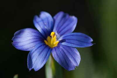 Blue-eyed Grass-2.jpg