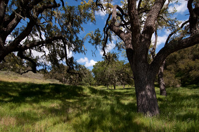 Coast Live Oak Trees.jpg