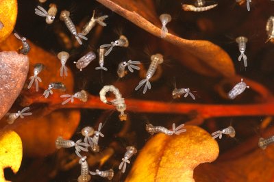 mosquito larvae in tree hollow-1