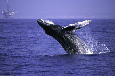 Chap. 3-19, Humpback Whale breaching in Santa Barbara Channel 061702_RCG_s0001.jpg Robert C. Goodell