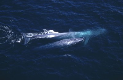 Chap. 3-20, Blue Whale mother and calf in Santa Barbara Channel, aerial photo 091594_RCG_s0001.jpg Copyright Robert C. Goodell