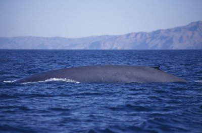 Chap. 3-4, Blue Whale in Santa Barbara Channel 091594_RCG_s0004.jpg Robert C. Godell