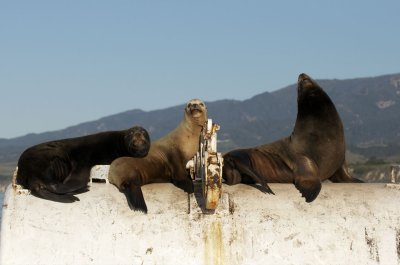 California Sea Lions _DSC3001.jpg Robert C. Goodell