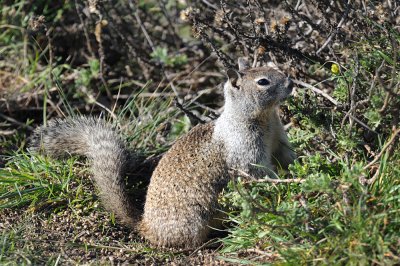 Chap. 1-13, Spermophilus beecheyi, California Ground Squirrel