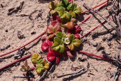 Beach Strawberry, Fragaria chiloensis-1