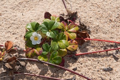 Chap. 4-44, Beach Strawberry, Fragaria chiloensis-2