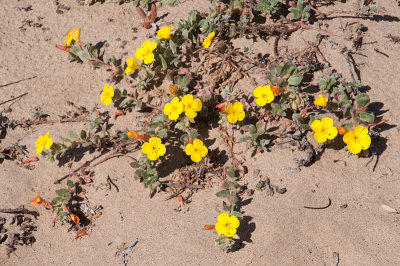 Chap. 4-41, Beach evening primrose, Camissoniopsis cheiranthifolia